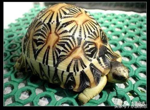 长寿陆龟在哪里,最长寿的缅甸陆龟