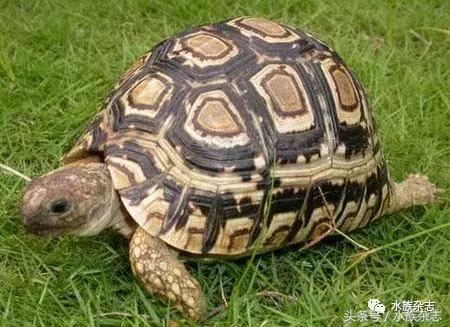 长寿陆龟在哪里,最长寿的缅甸陆龟