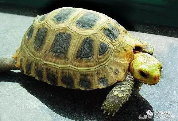 长寿陆龟在哪里,最长寿的缅甸陆龟