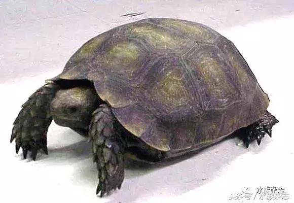 长寿陆龟在哪里,最长寿的缅甸陆龟