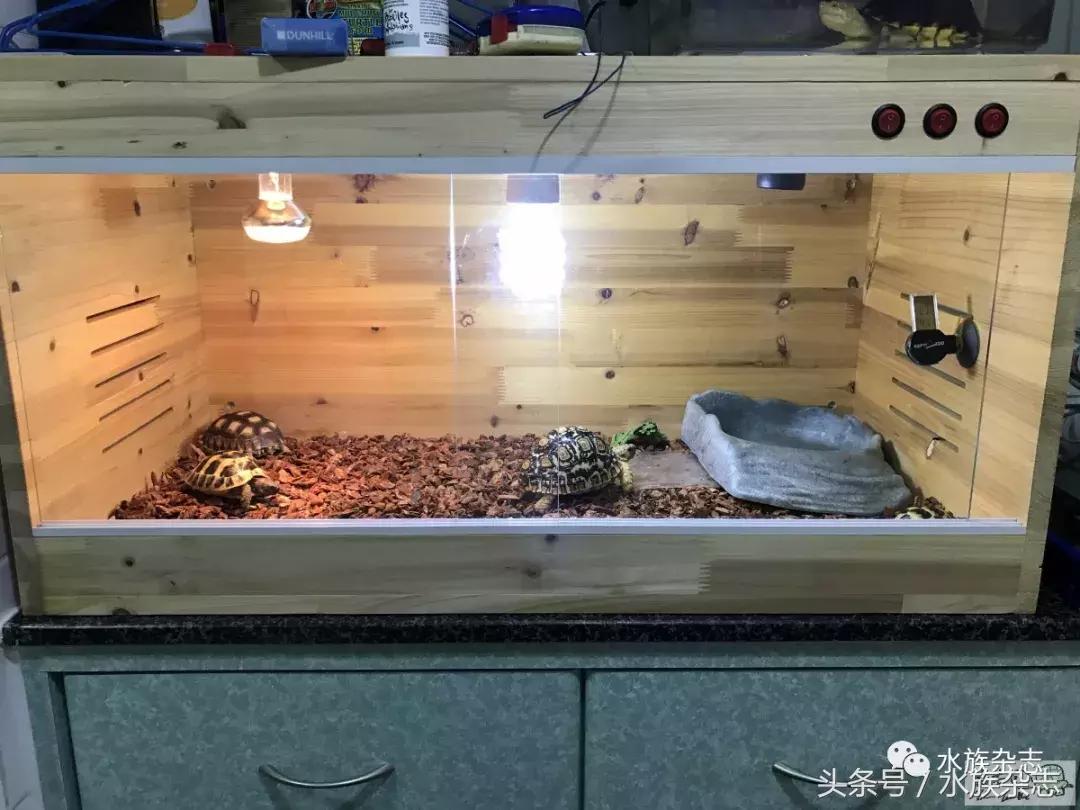 长寿陆龟在哪里,最长寿的缅甸陆龟