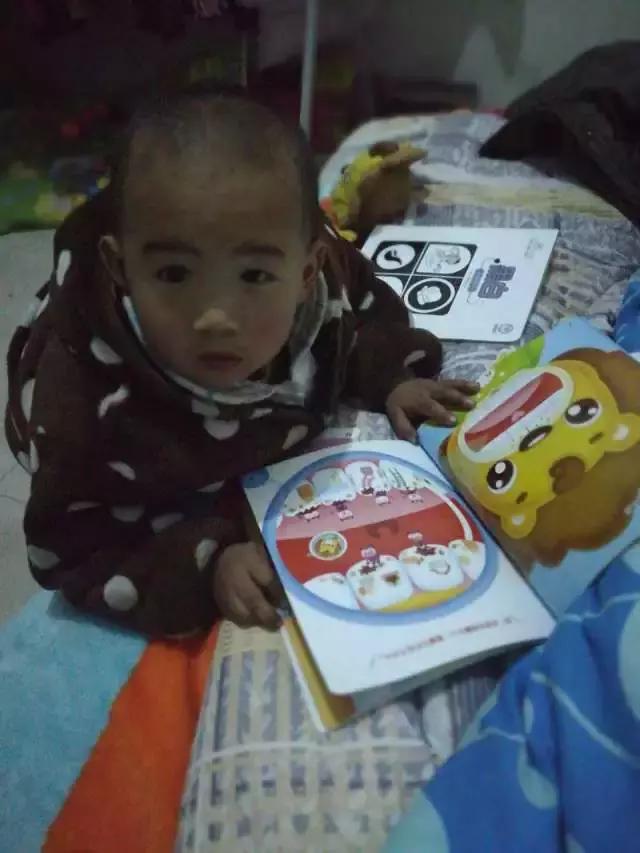 可可狮28月龄,可可狮30月龄视频