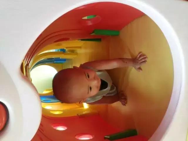 可可狮28月龄,可可狮30月龄视频