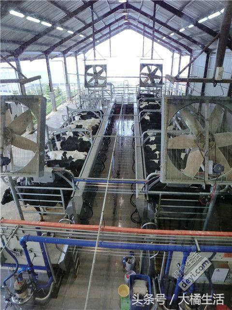 悠哉的沙巴行空气清新重要的是接机仅需1元