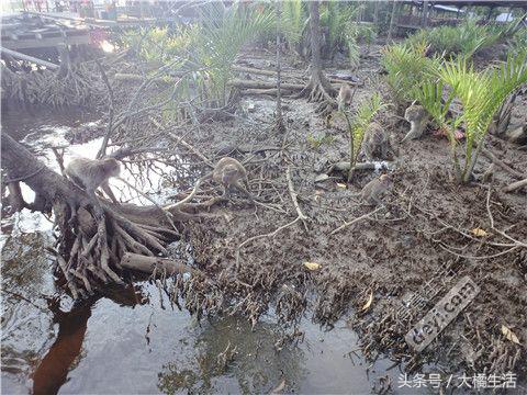 悠哉的沙巴行空气清新重要的是接机仅需1元