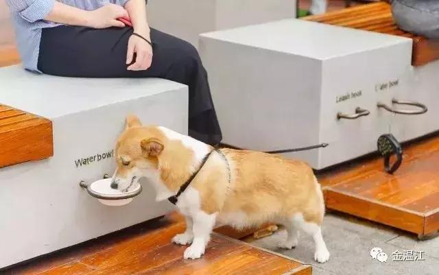 铲屎官需要准备什么东西,成都温江犬证办理流程