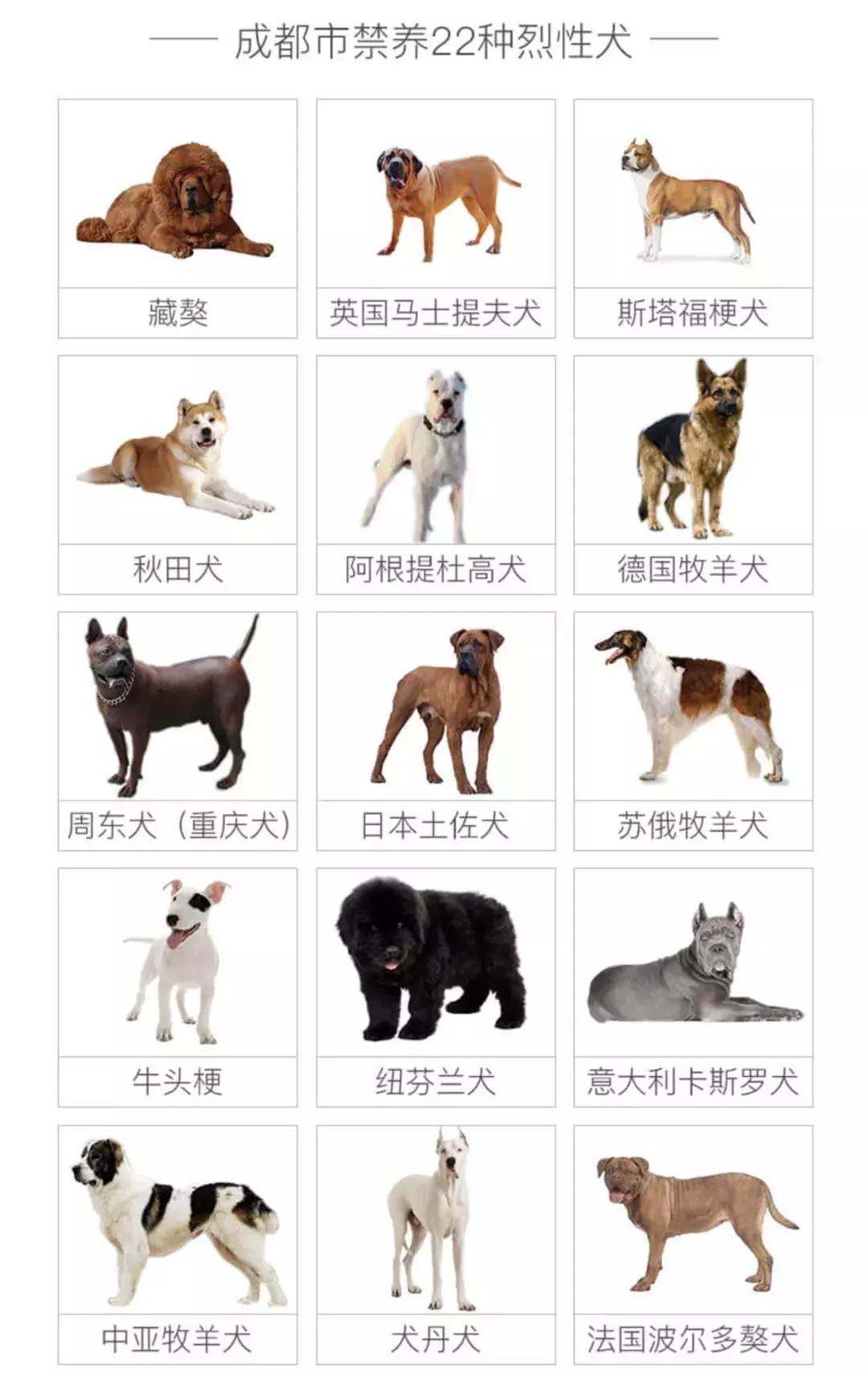 铲屎官需要准备什么东西,成都温江犬证办理流程