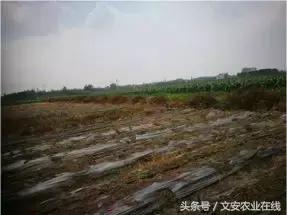 100浜╃帀绫虫敹璐环,200浜╃ɑ璋锋敹璐环