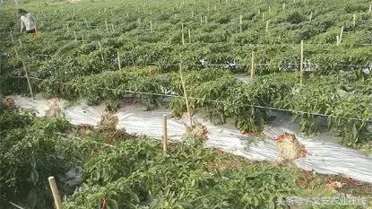 100浜╃帀绫虫敹璐环,200浜╃ɑ璋锋敹璐环