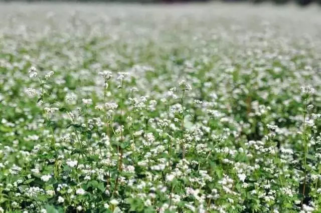 如果一定要不负*光春**不负花,选这2个地方就够了