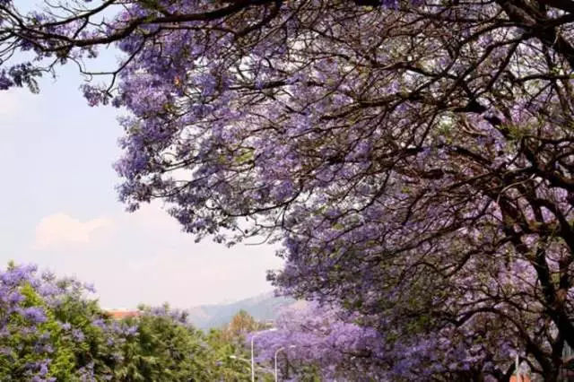 如果一定要不负*光春**不负花,选这2个地方就够了