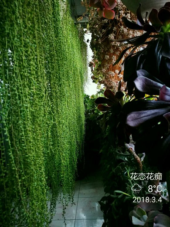 注意这一点，多肉佛珠爆盆成瀑布，又绿又圆好想捏！