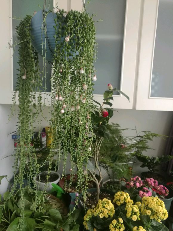 注意这一点，多肉佛珠爆盆成瀑布，又绿又圆好想捏！