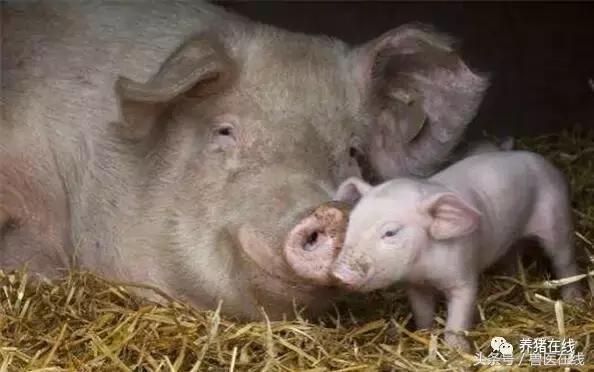 母猪场仔猪存活率多少正常,母猪下仔猪成活率低