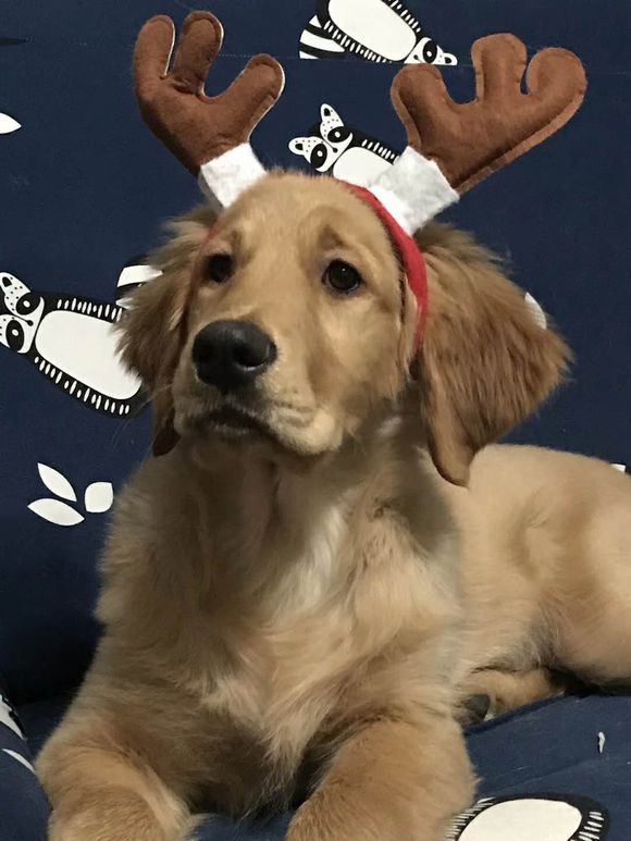 金毛乱拉,金毛狗狗乱拉粑粑怎么教育