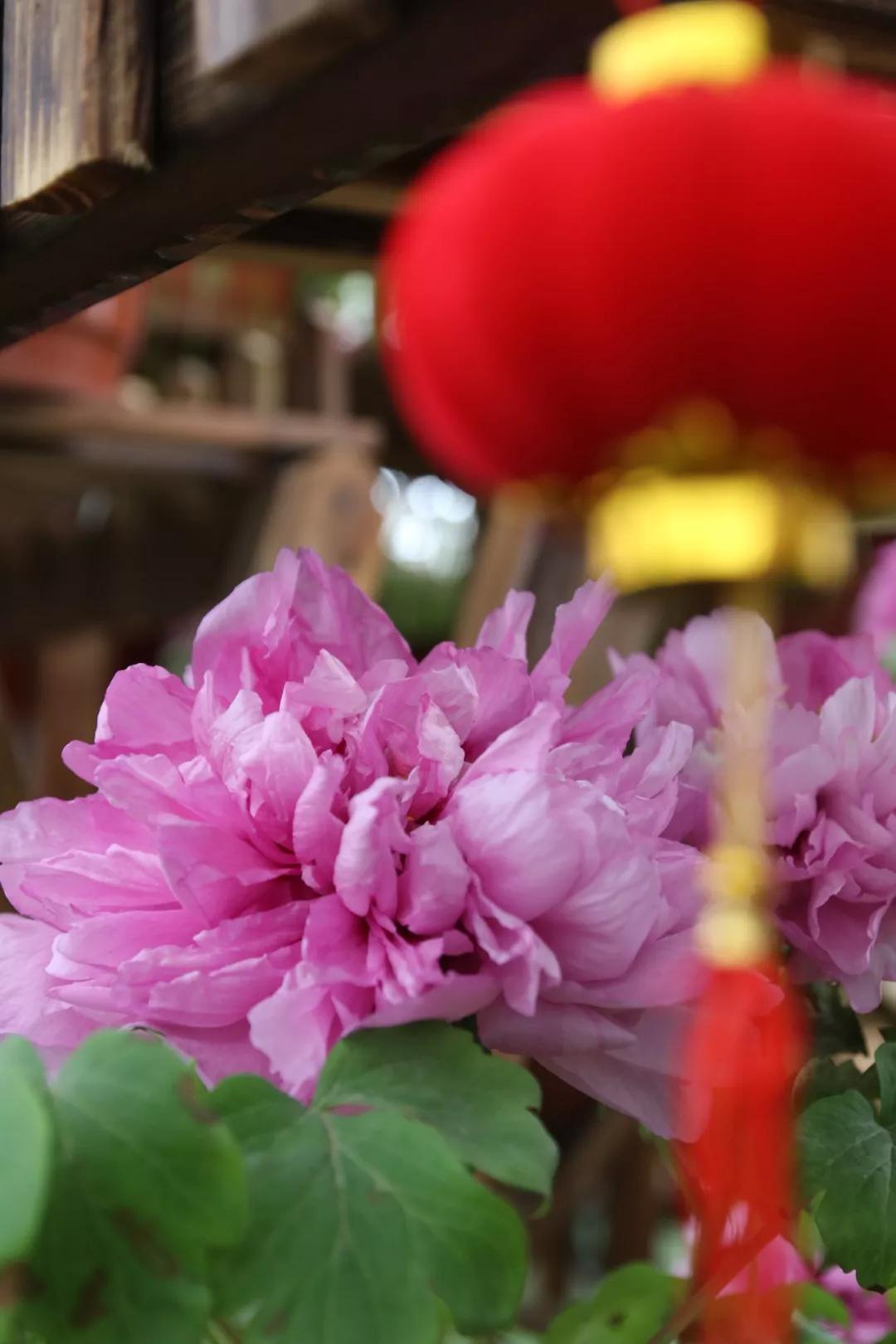 洛阳旅游攻略三天两夜赏牡丹,赏花何须去洛阳天下牡丹出襄阳