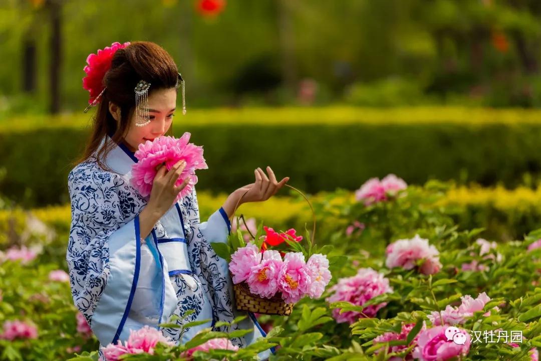 洛阳旅游攻略三天两夜赏牡丹,赏花何须去洛阳天下牡丹出襄阳