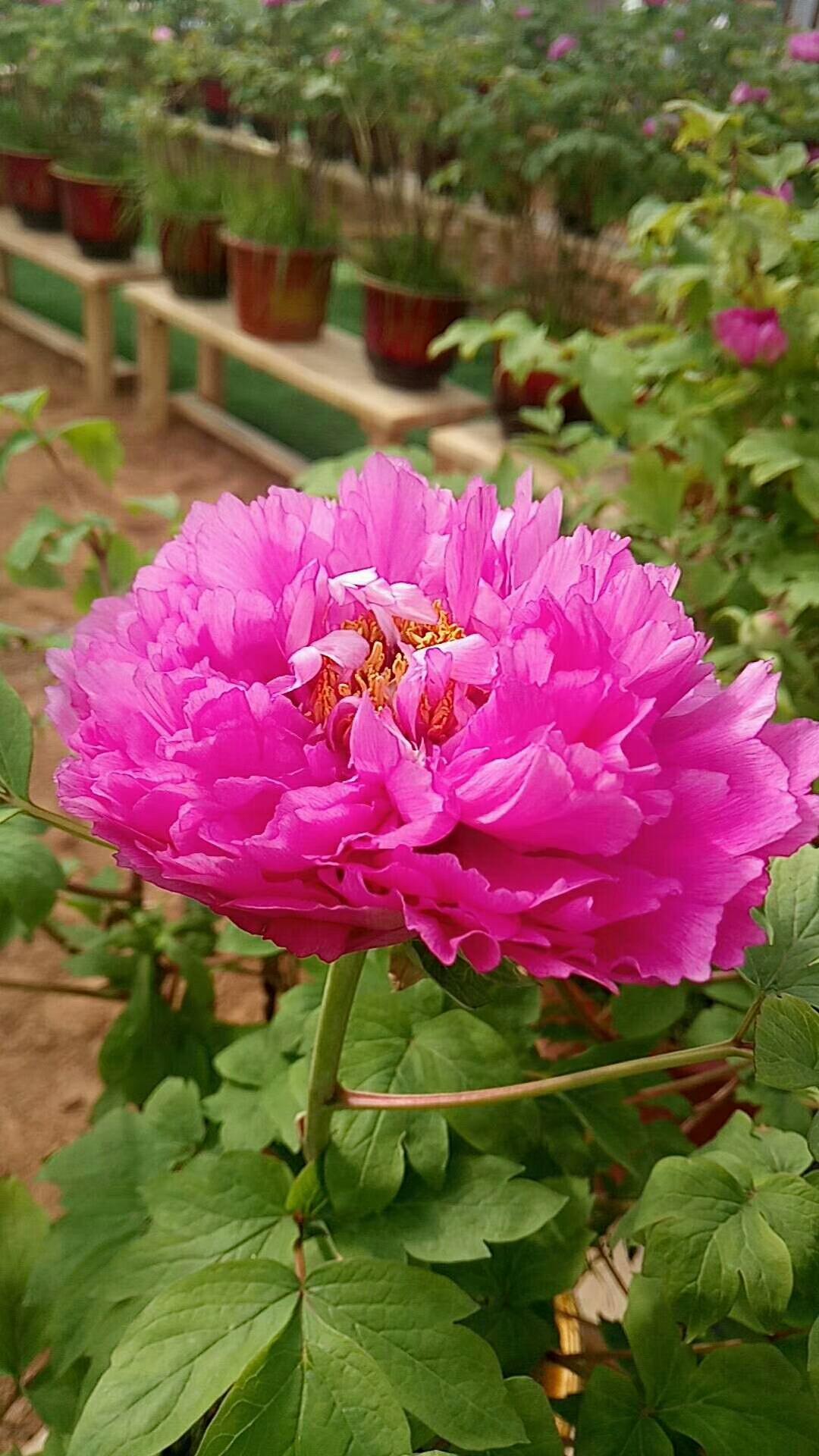 洛阳旅游攻略三天两夜赏牡丹,赏花何须去洛阳天下牡丹出襄阳