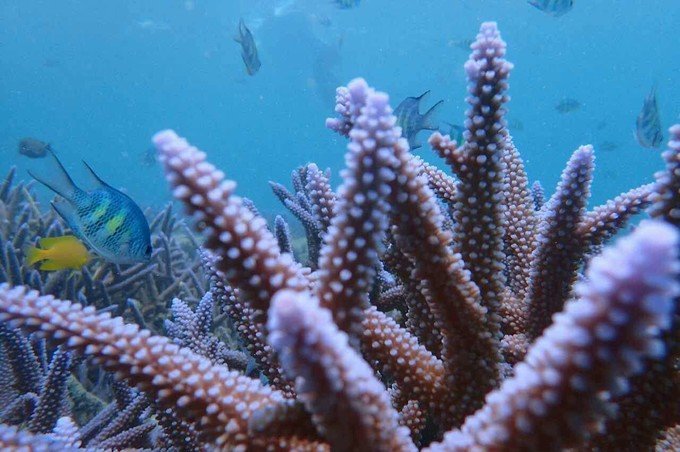 带着我的宝贝豆豆|一起去西太平洋上的海岛国家！