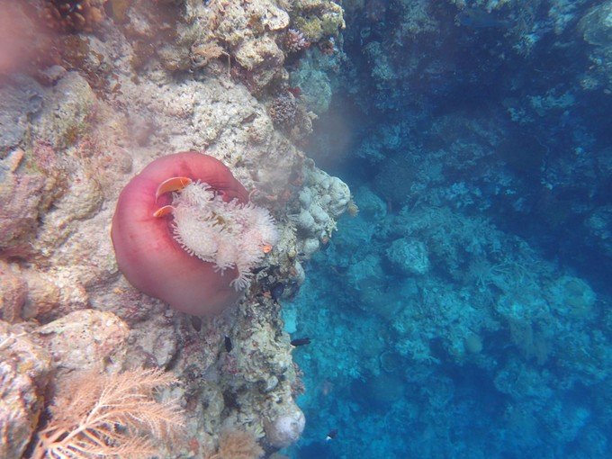 带着我的宝贝豆豆|一起去西太平洋上的海岛国家！