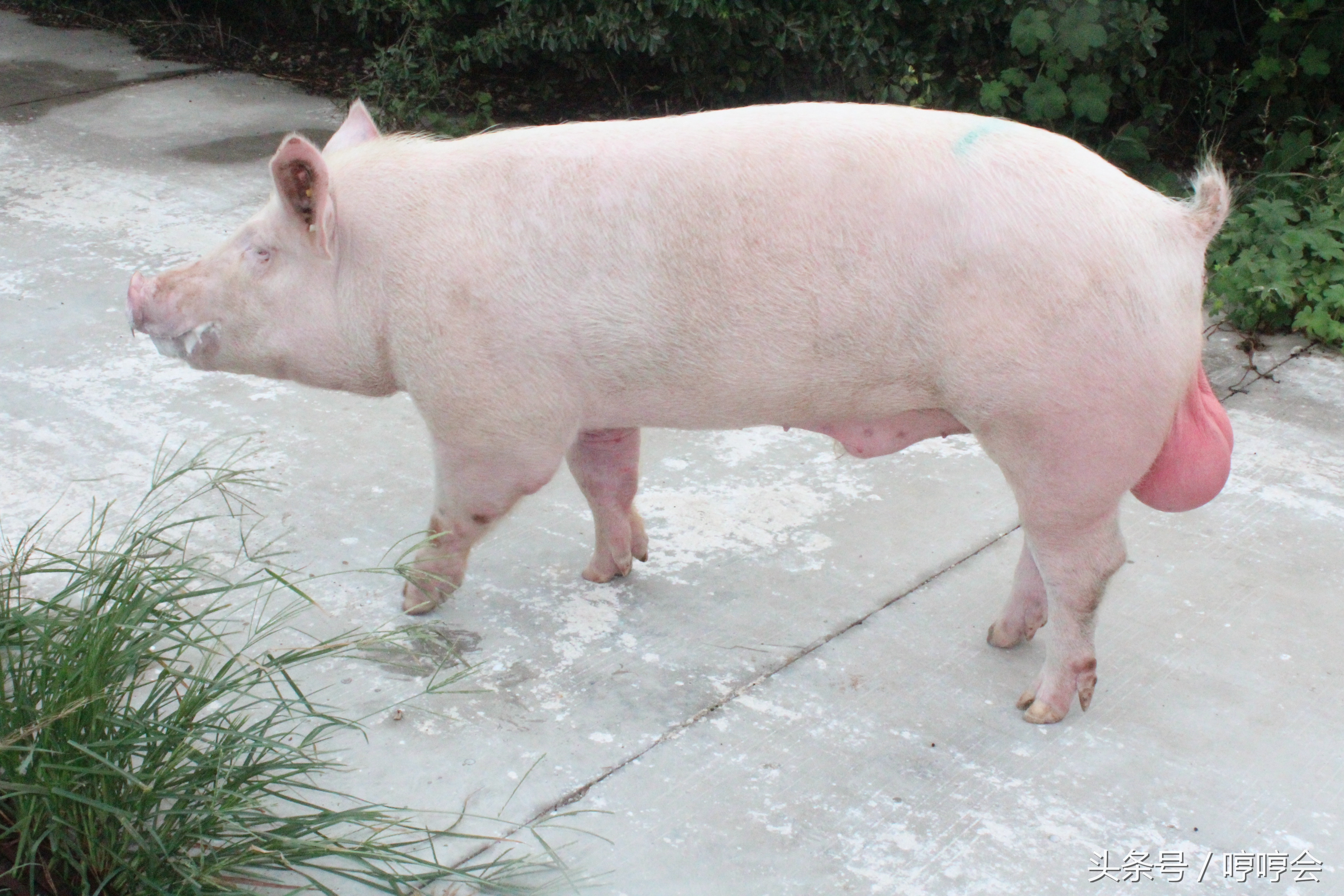 猪生产与管理技术实操,如何做好猪的引种与驯化