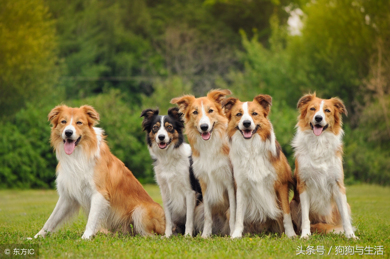 全国前十名狗粮排行榜,全网狗粮销量排行榜前十名