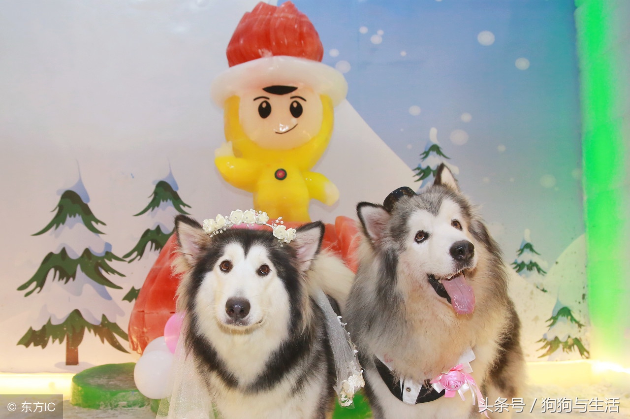 全国前十名狗粮排行榜,全网狗粮销量排行榜前十名