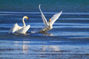 奶牛侠,奶牛侠视频大全抖音