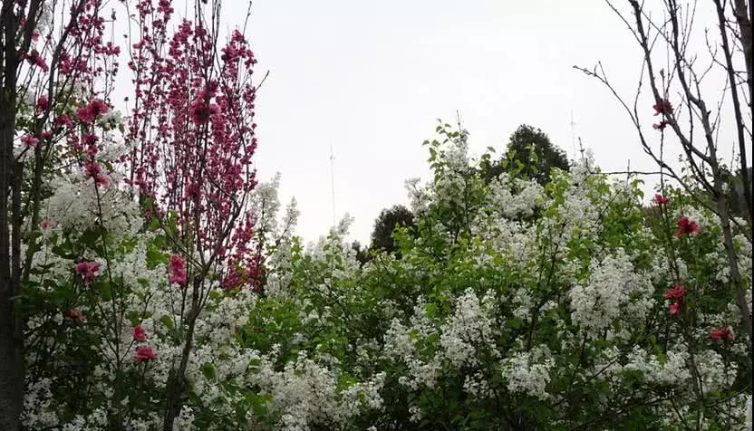 春风十里不如你，邀请您共赏济南最美好的春景