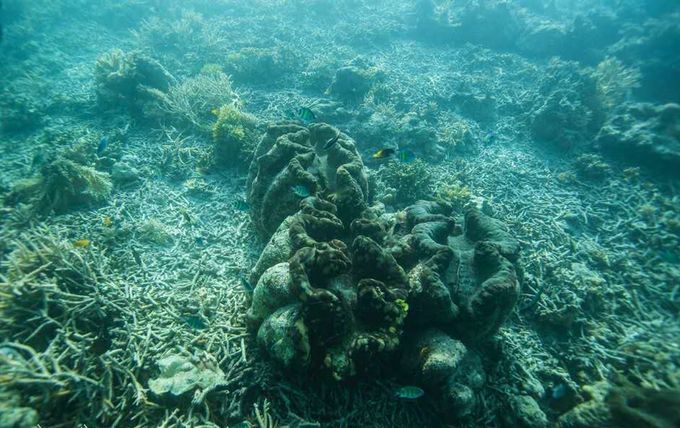 很少人知道的海岛国家！帕劳