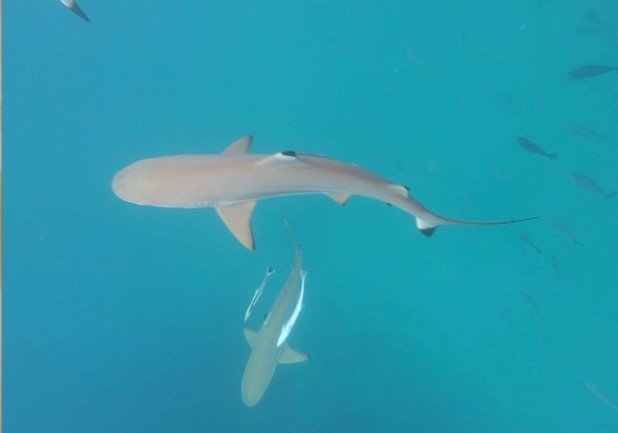 很少人知道的海岛国家！帕劳