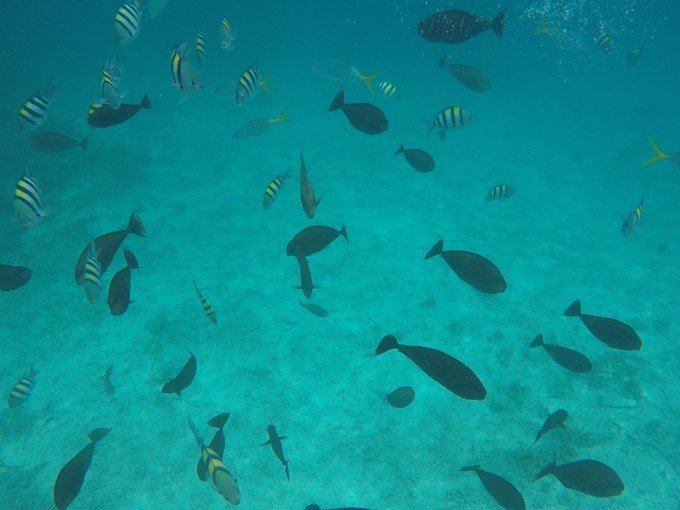 很少人知道的海岛国家！帕劳