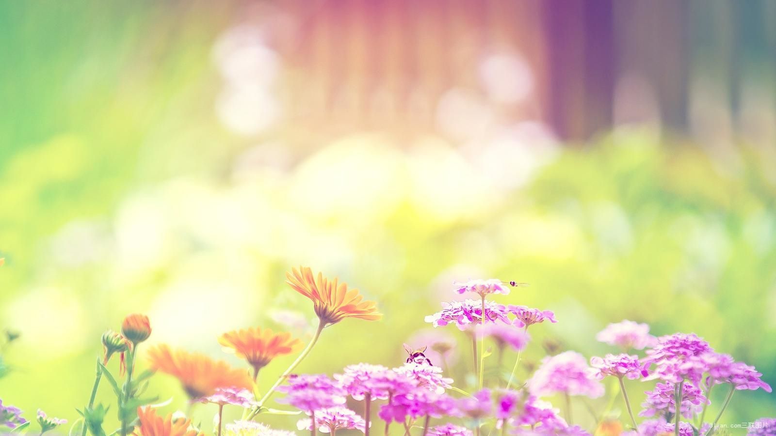 重庆籍杨雪梅,重庆江津杨雪梅