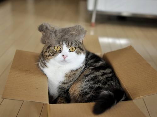 各位铲屎官们，关于猫咪的十大冷知识，你们都知道吗？