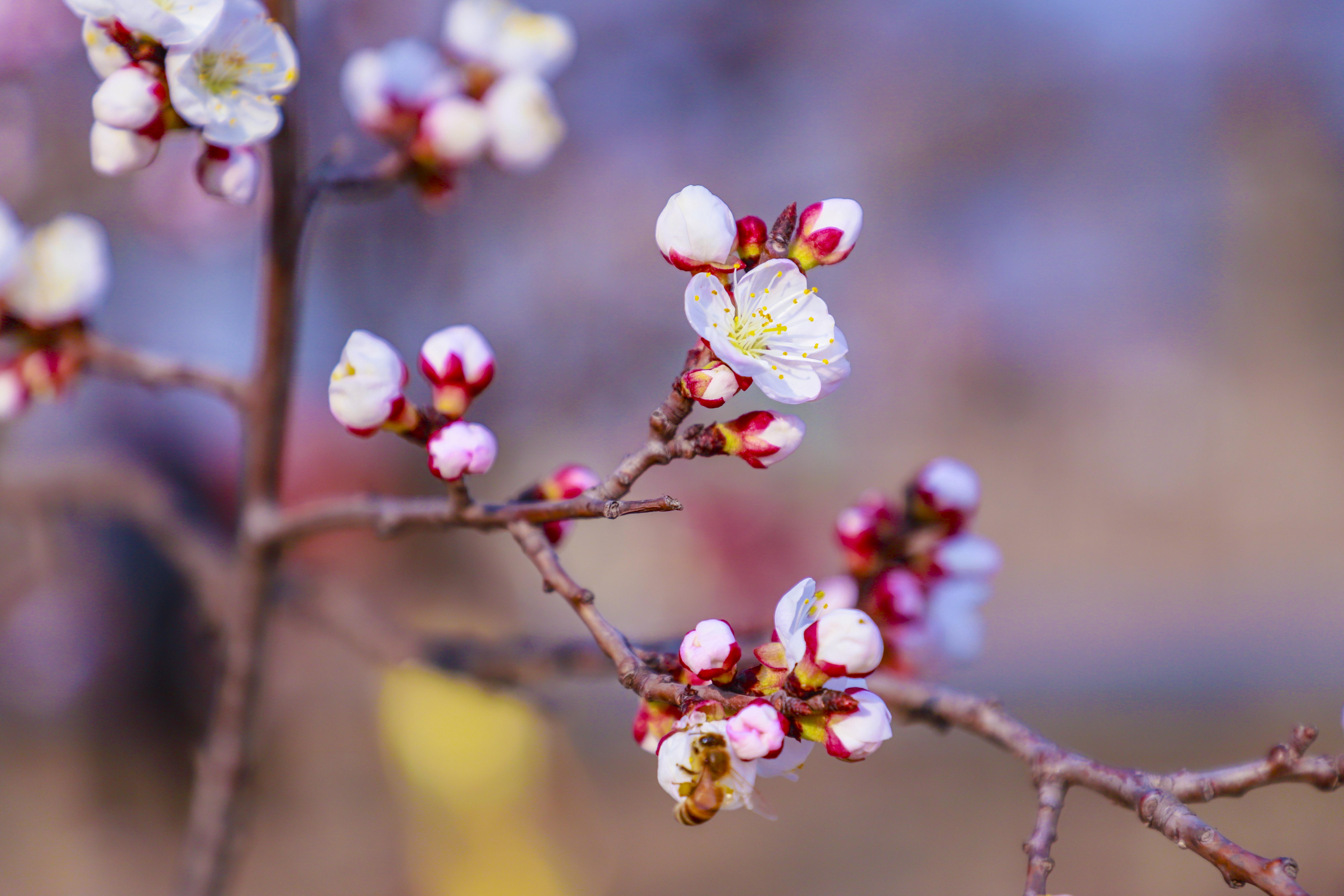 巨鹿杏花,河北省巨鹿县杏花