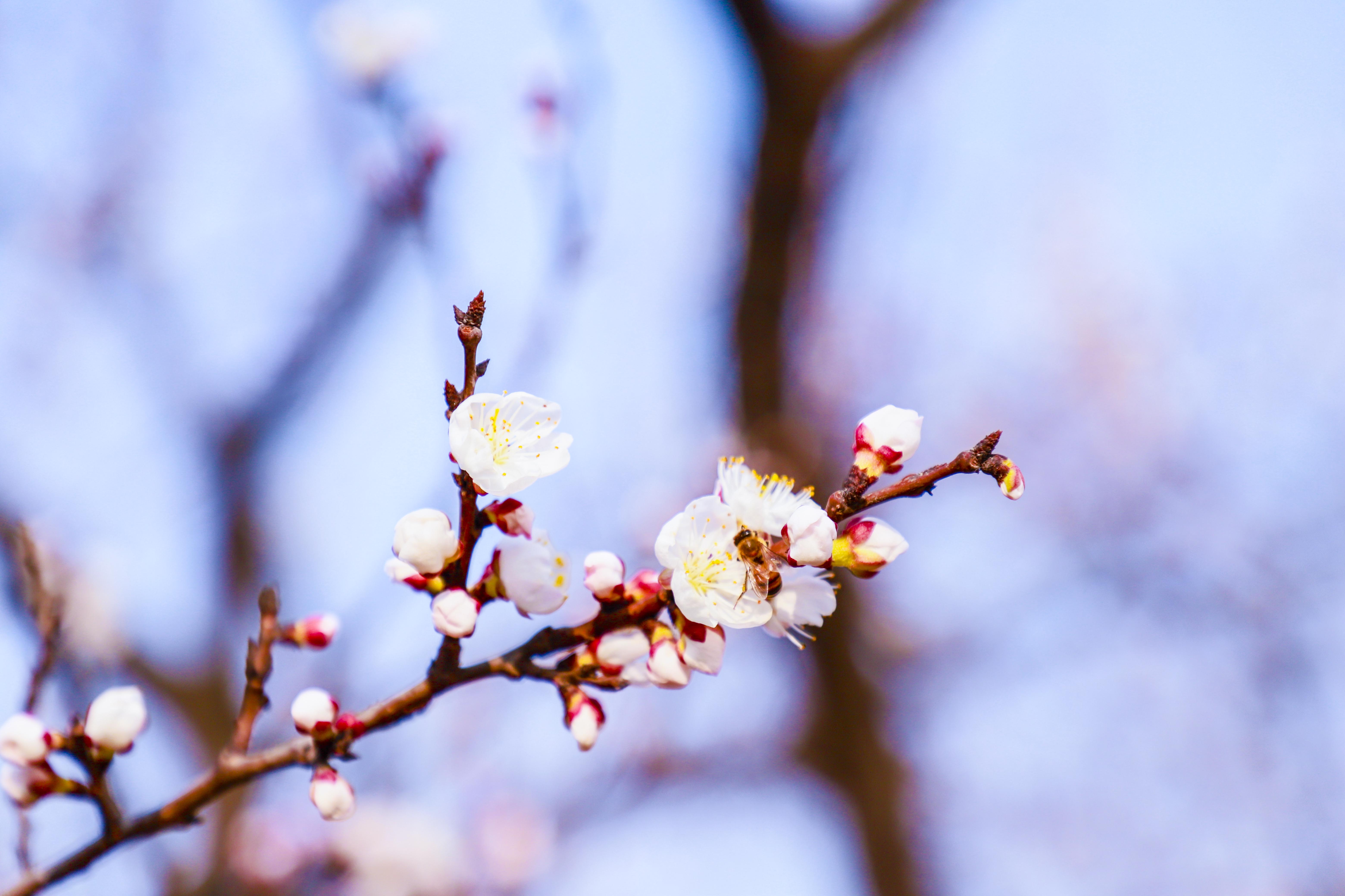 巨鹿杏花,河北省巨鹿县杏花