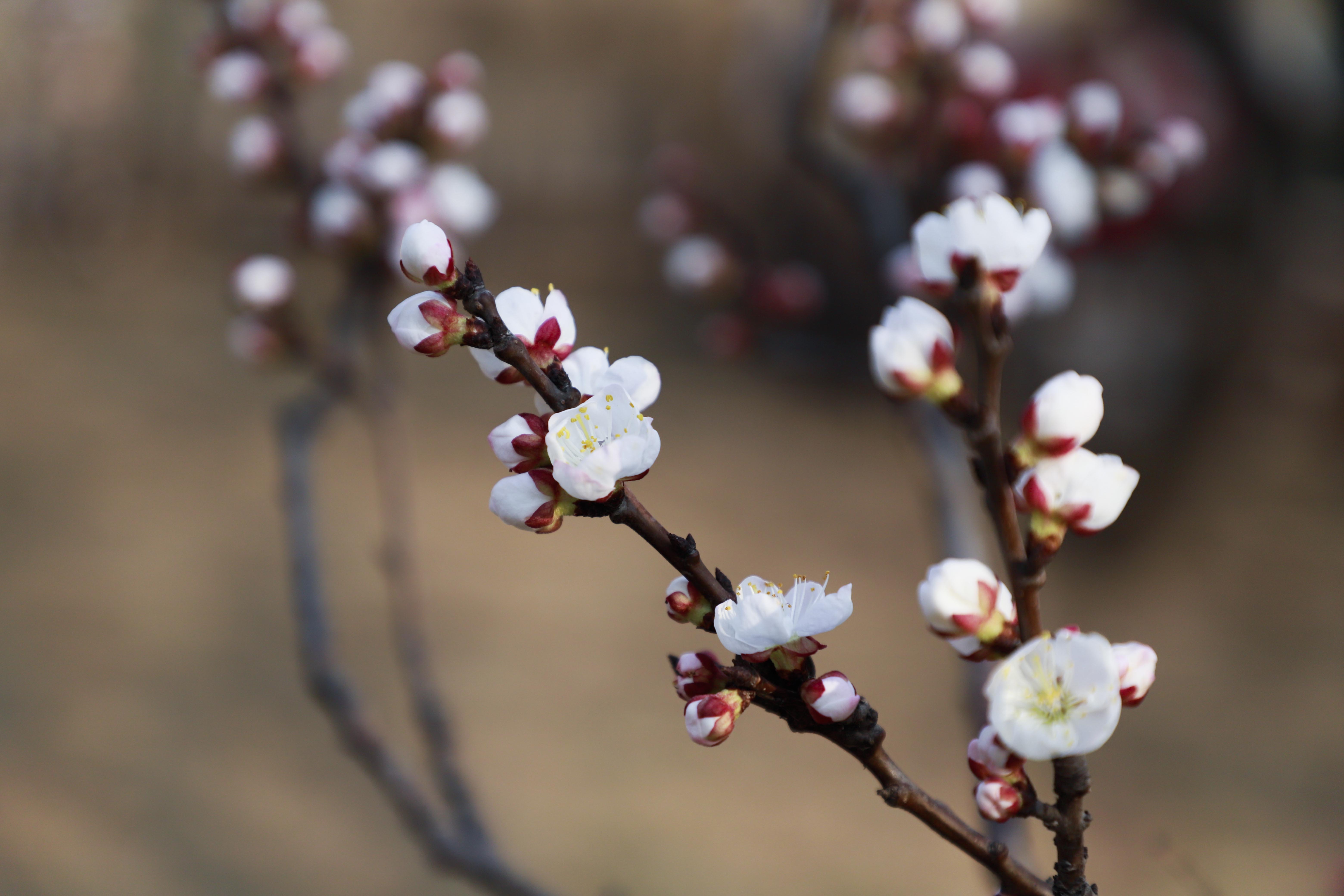 巨鹿杏花,河北省巨鹿县杏花