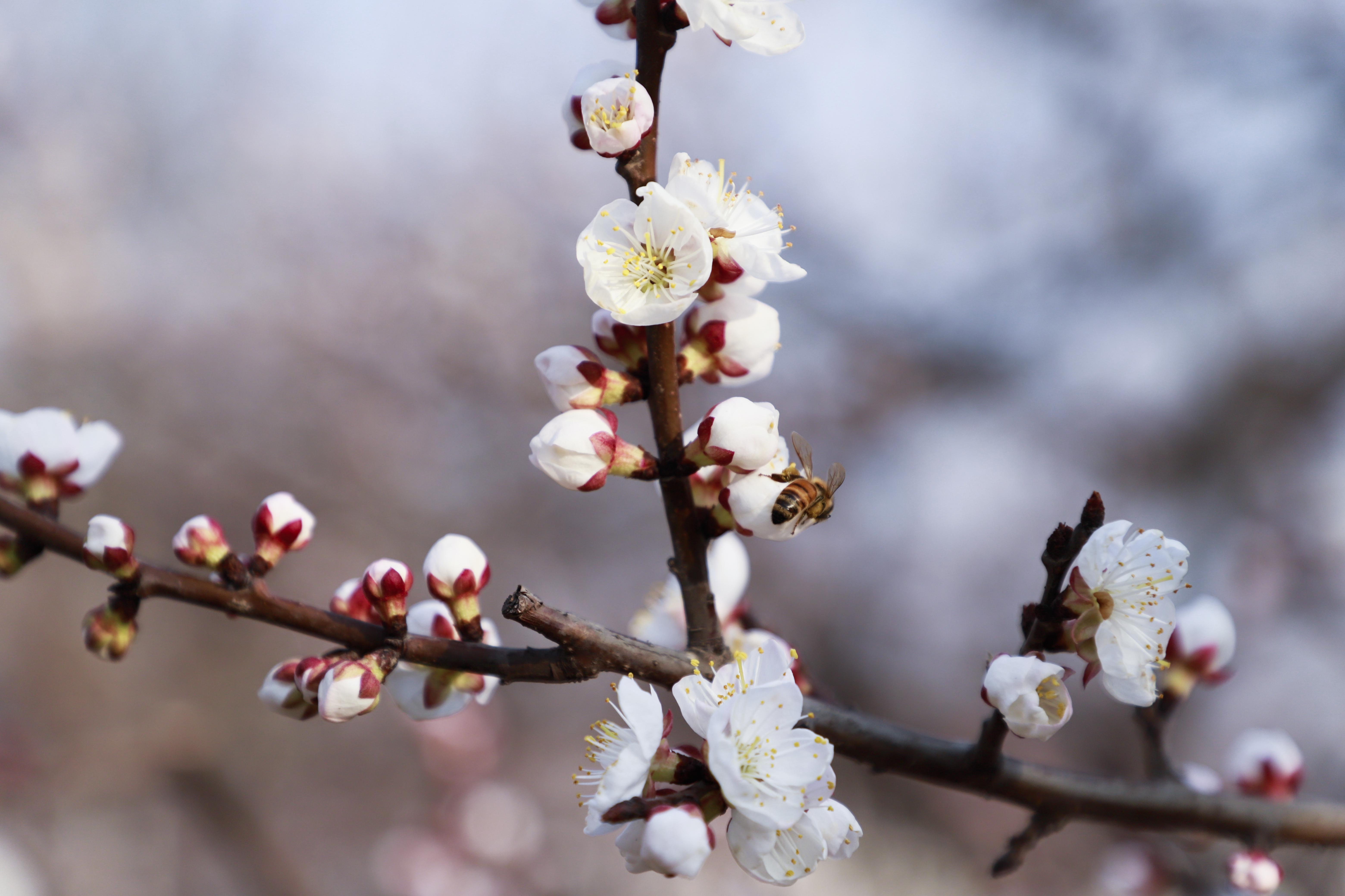 巨鹿杏花,河北省巨鹿县杏花