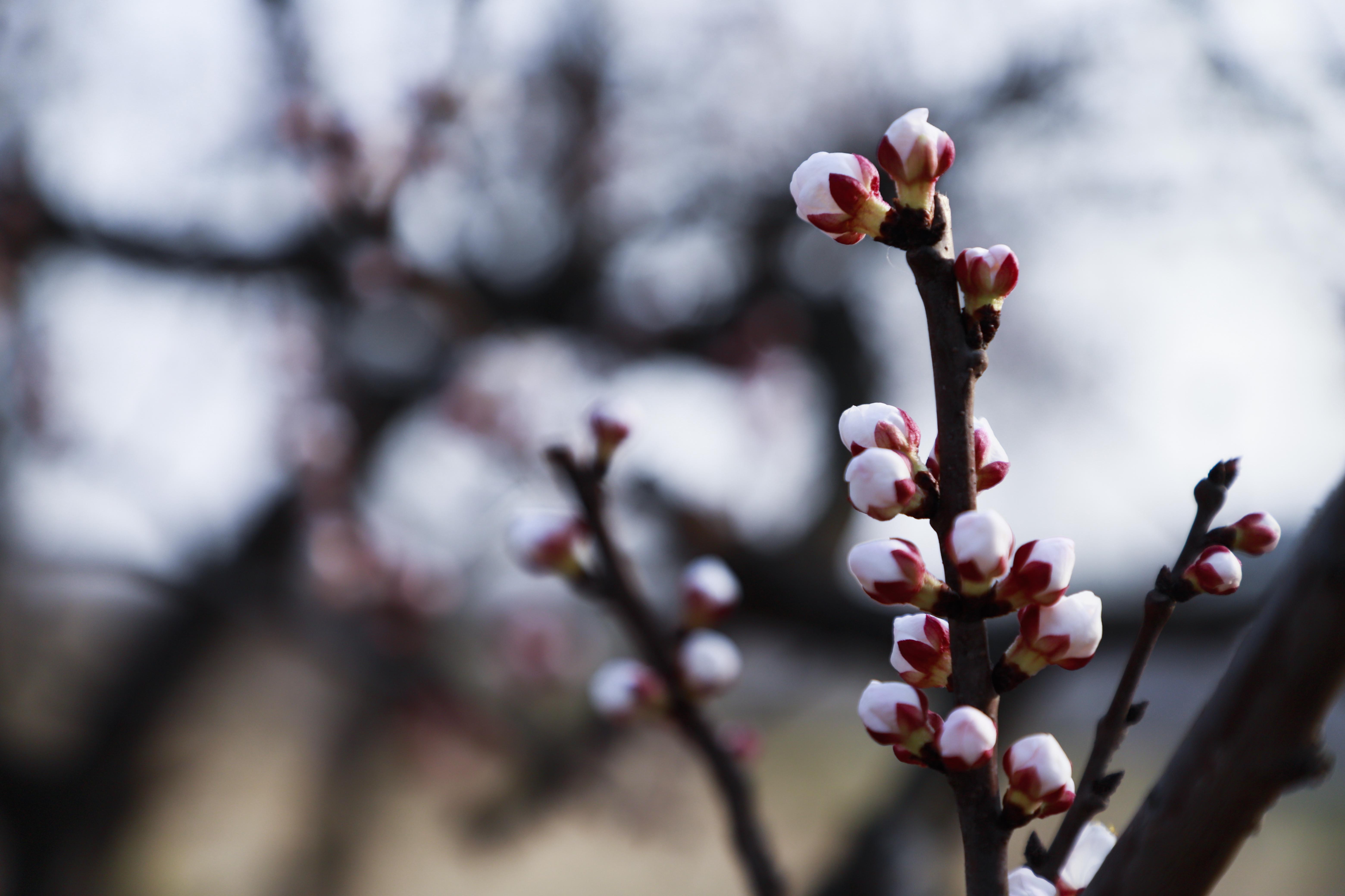巨鹿杏花,河北省巨鹿县杏花