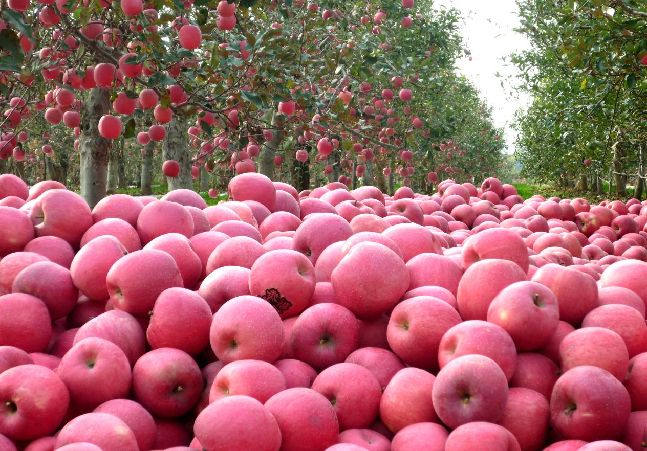 凤翔苹果产业园,陕西凤翔苹果加工厂