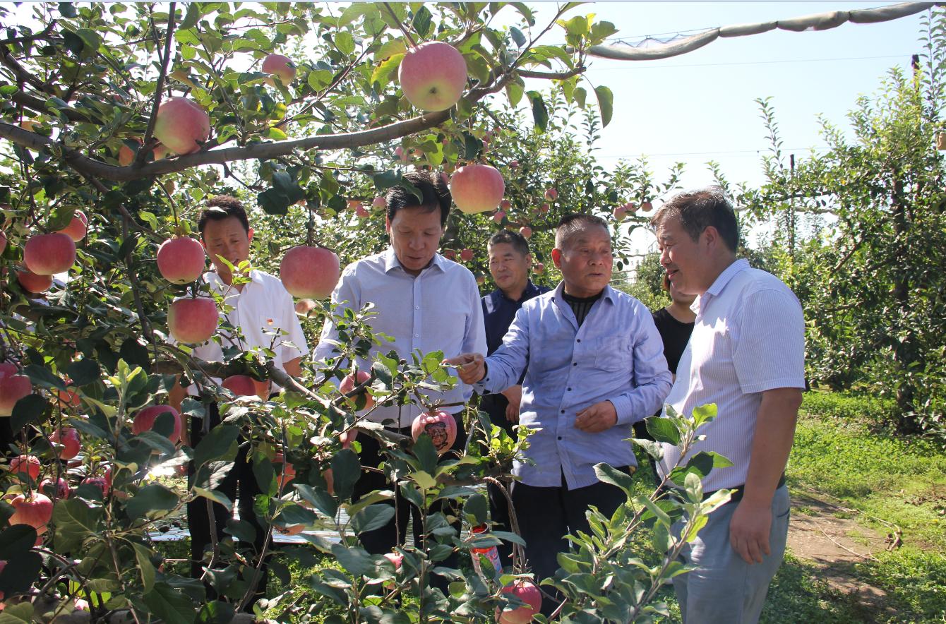 凤翔苹果产业园,陕西凤翔苹果加工厂