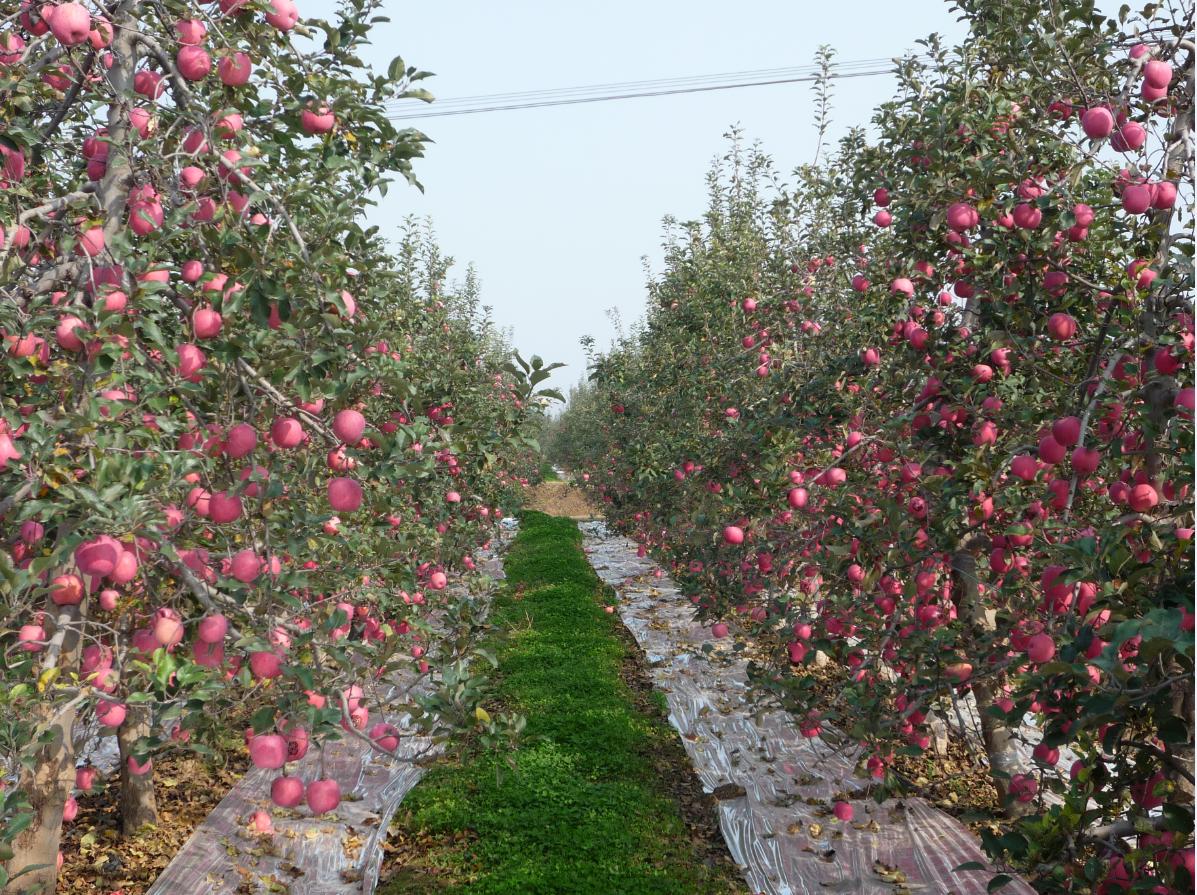 凤翔苹果产业园,陕西凤翔苹果加工厂