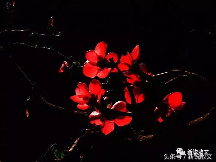 木瓜花开的美句,木瓜花开的时候是什么颜色