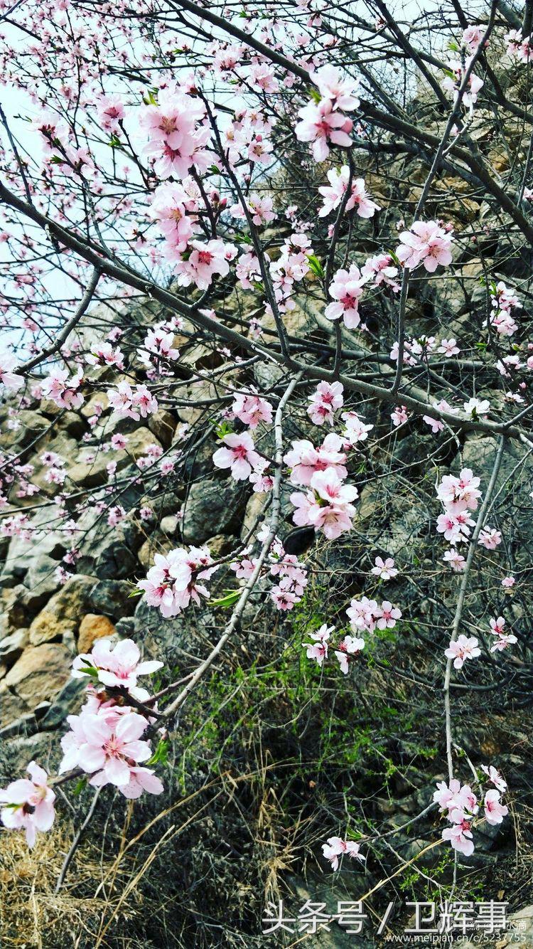 卫辉鲤鱼村道路两侧的千娇百媚……