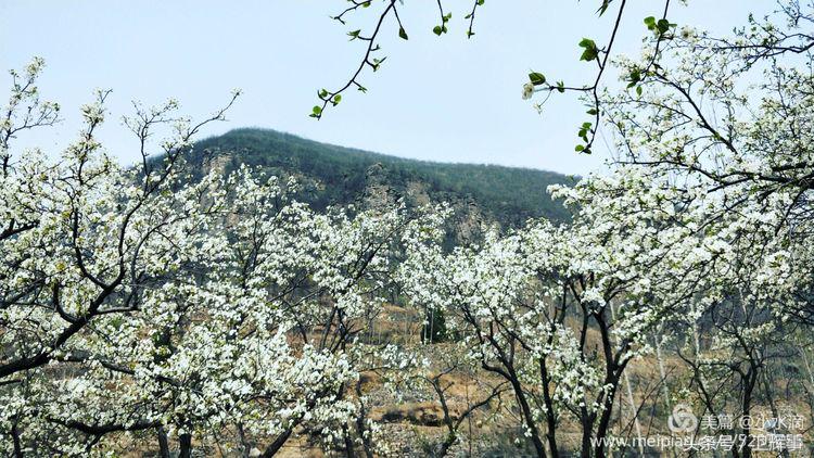 卫辉鲤鱼村道路两侧的千娇百媚……