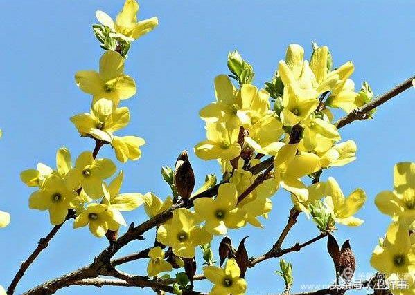 卫辉鲤鱼村道路两侧的千娇百媚……