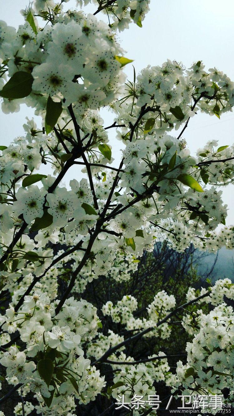 卫辉鲤鱼村道路两侧的千娇百媚……