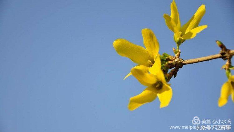 卫辉鲤鱼村道路两侧的千娇百媚……