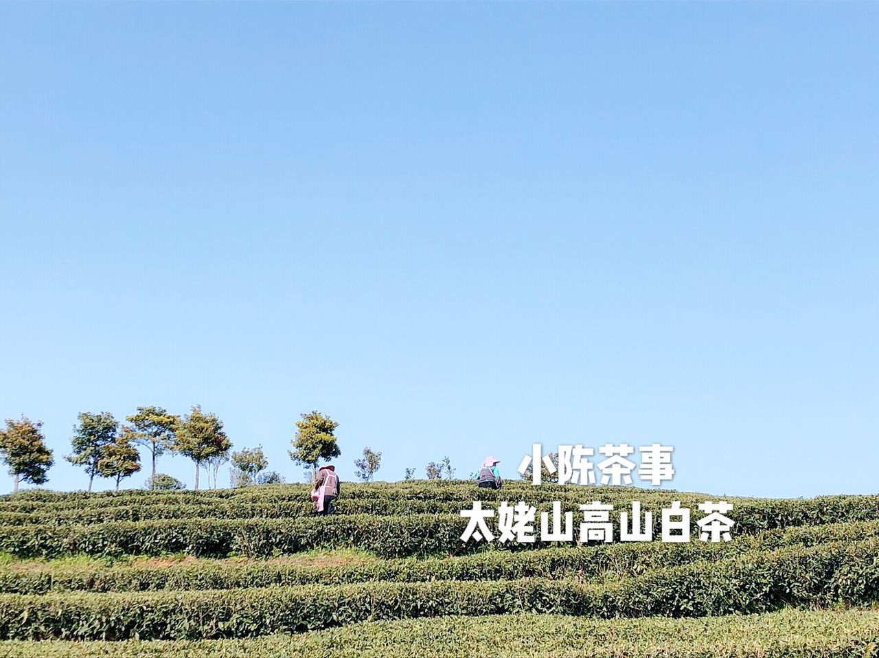 央视点评福鼎白茶,福鼎白茶央视投放时间