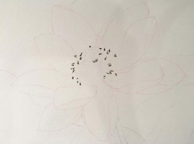 水彩夏天清新森系初学者荷花,水彩荷花画教程入门